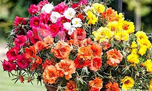 米曲菌胰酶多少钱一愈-权威米曲菌米曲菌胰酶片平台,分享专业米曲菌胰酶的害处知识_米曲菌胰酶效果网